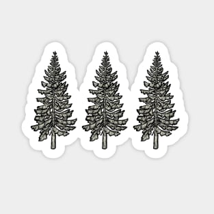 Cedar Tree || Nature Illustration Sticker